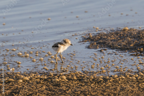 Cria de chorlitejo patinegro en la orilla de la playa
