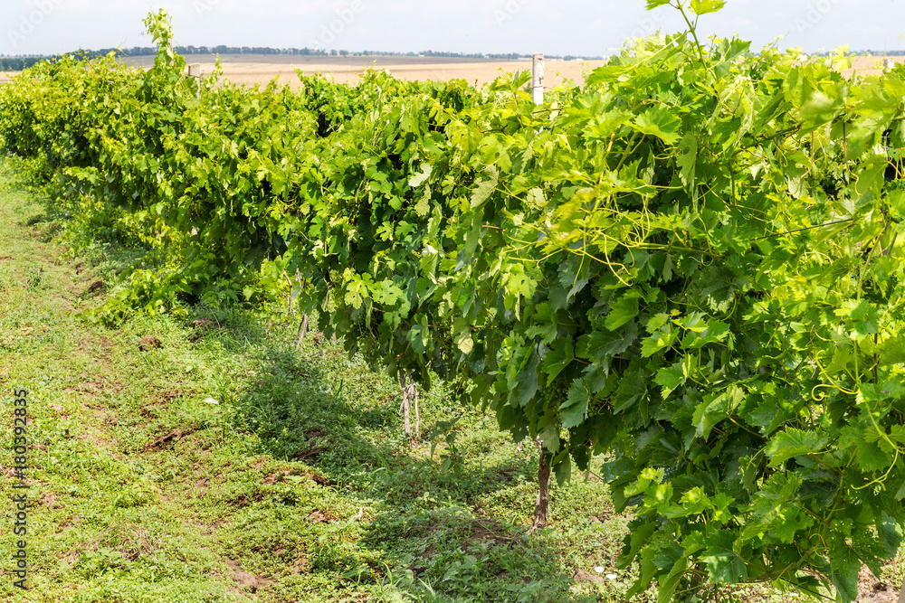 Green Vineyard and blue sky in Ukraine. the vineyards are small grapes in the field with blue sky, white clouds. Selective Focus Green Vineyard and blue sky in Ukraine. the vineyards are small grapes in the field with blue sky, white clouds. Selective Focus