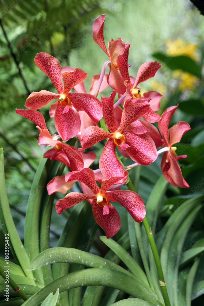 Orchideen-Hybride Aranda Sayan x Dr. Anek Orchideen-Hybride Aranda Sayan x Dr. Anek