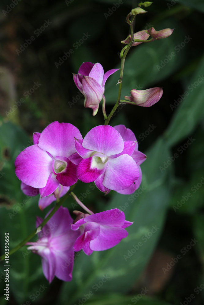 Orchidee Dendrobium glory