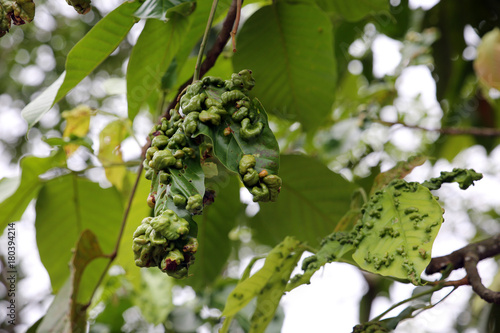 Blatt-Krankheit an einem Santol-Baum (Sandoricum koetjape) © etfoto
