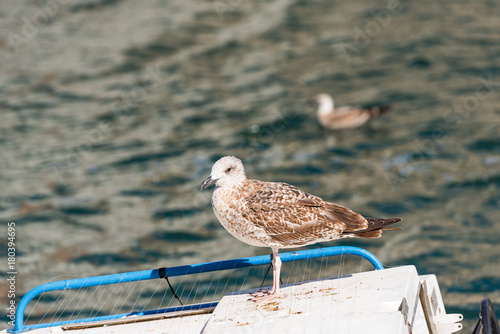 Seagull stands on the background of water in Sete, France. Copy space for text. photo