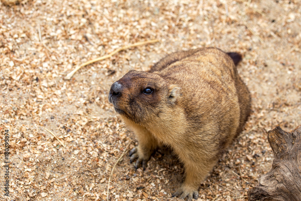 Alpine marmot (Marmota Marmota) in the aviary zoo. The protagonist of the beautiful tradition - Groundhog predicts the weather in Groundhog Day. Alpine marmot (Marmota Marmota) in the aviary zoo. The protagonist of the beautiful tradition - Groundhog predicts the weather in Groundhog Day.