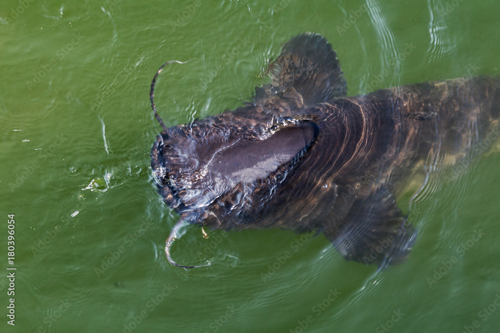 Foto Stock huge River catfish and fish Yaz in cooling cooling pond of