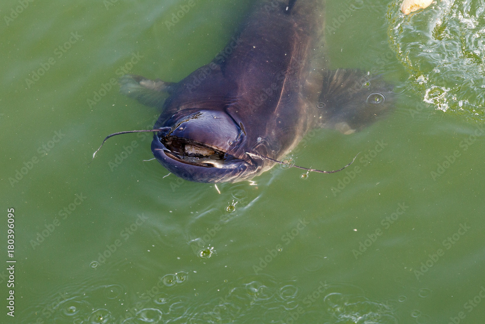 huge River catfish and fish Yaz in cooling cooling pond of Chernobyl