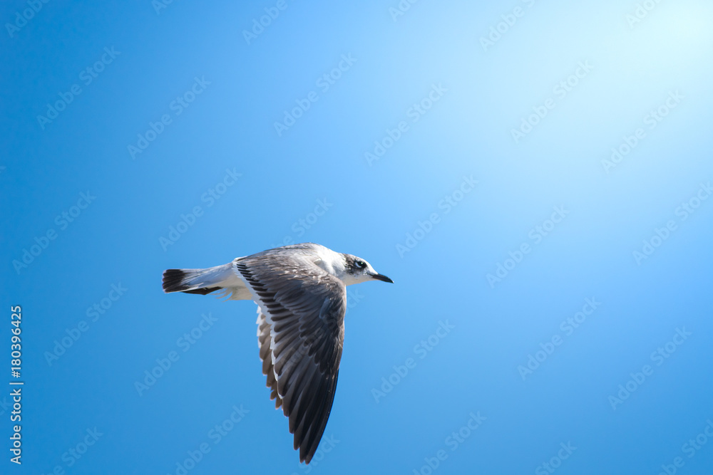 Obraz premium flying bird