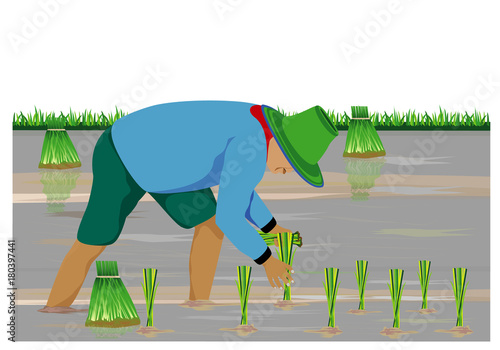 farmer transplant rice seeding vector design