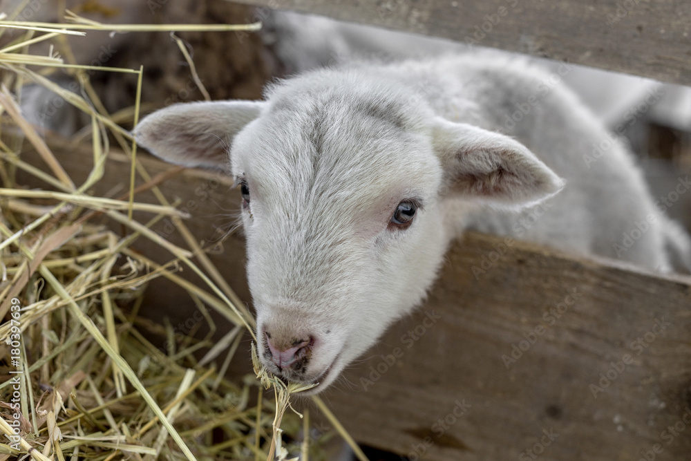 Beautiful curious not shorn sheep with lamb with hay in a pen for domestic farm animals. Selective focus with shallow depth of field. As background for design with animals Beautiful curious not shorn sheep with lamb with hay in a pen for domestic farm animals. Selective focus with shallow depth of field. As background for design with animals