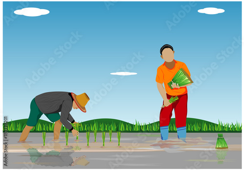 farmer transplant rice seeding vector design