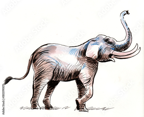Watercolor elephant © berdsigns