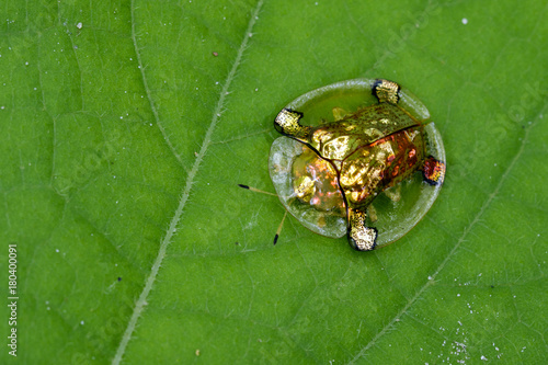 Image of gold turtle beetle or escarabajo tortuga de oro(Escarabajo tortuga) on green leaves. Insect Animal