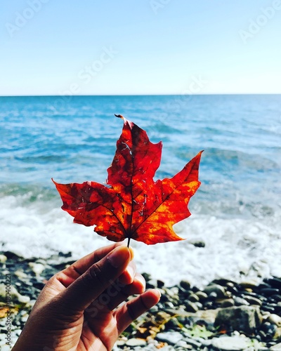 Maple leaf ideas
