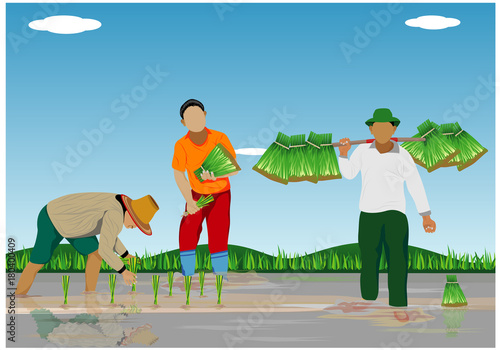 farmer transplant rice seeding in paddy field vector design