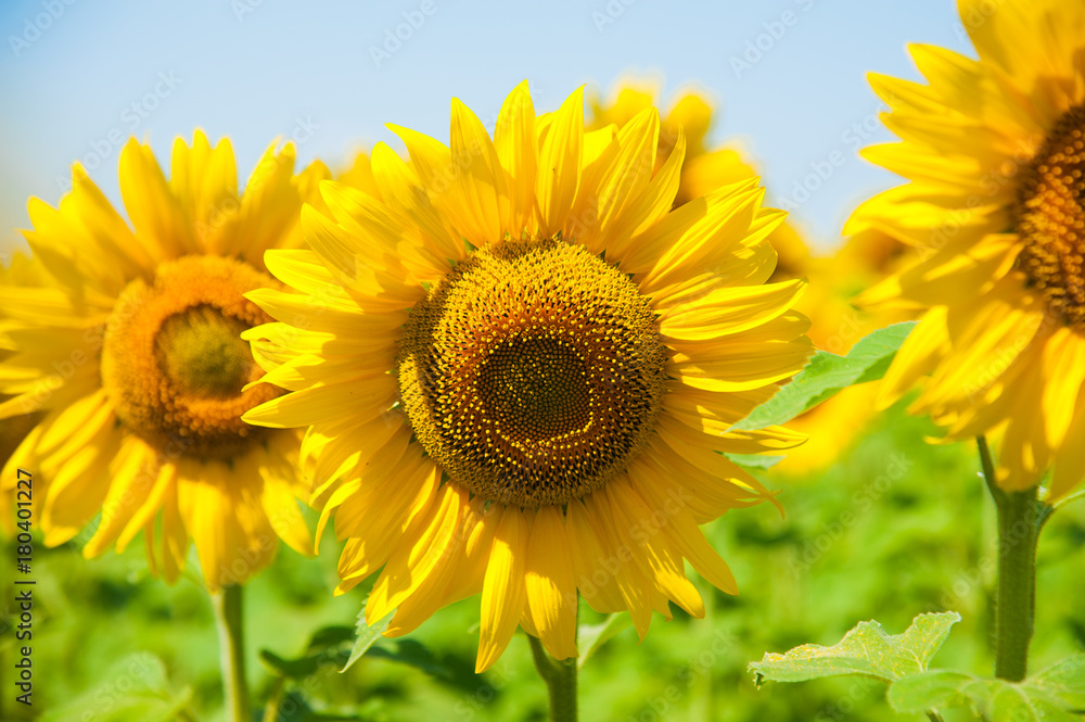 Sunflower field. Summer landscape