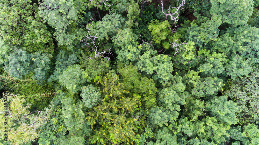 Aerial view of the forest.Thailand
