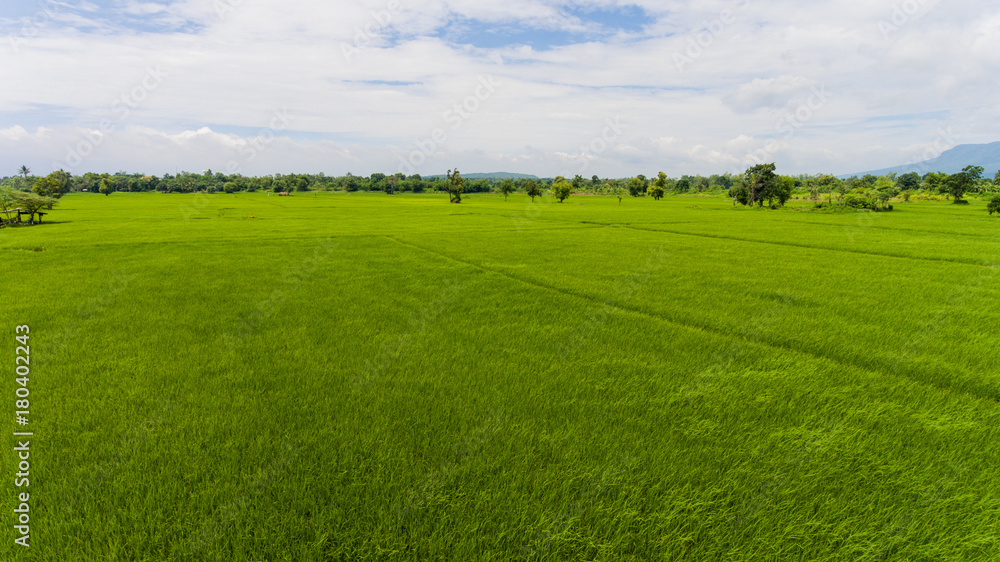 Aerial view of a rice fields in Thailand. Aerial view of a rice fields in Thailand.