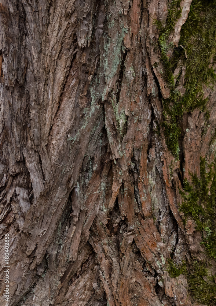 katsura - bark texture of an old tree in the forest katsura - bark texture of an old tree in the forest