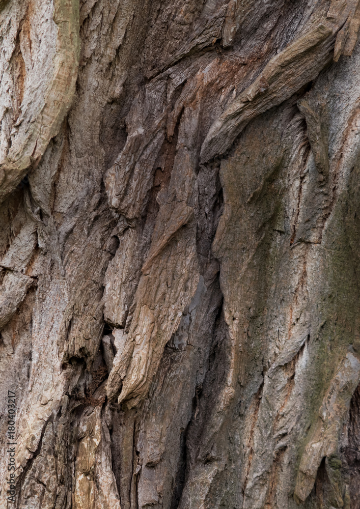 robinia - bark texture of an old tree in the forest robinia - bark texture of an old tree in the forest
