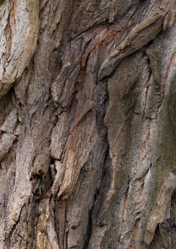 robinia - bark texture of an old tree in the forest