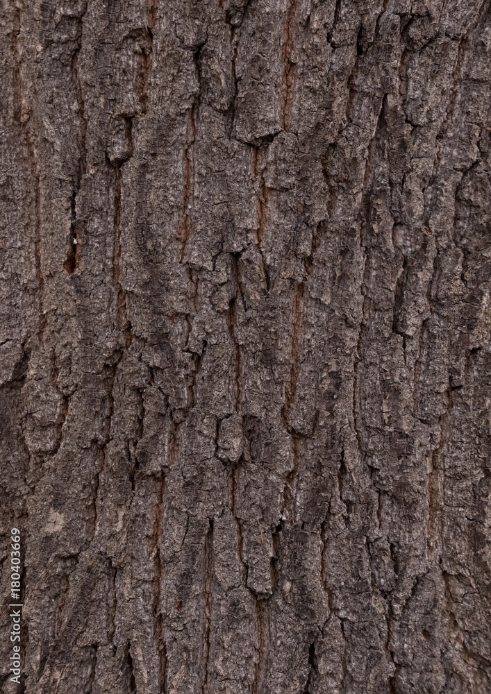 oak - bark texture of an old tree in the forest oak - bark texture of an old tree in the forest