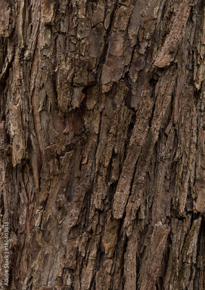 willow - bark texture of an old tree in the forest willow - bark texture of an old tree in the forest