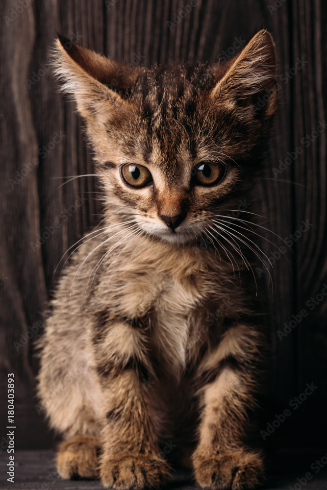 Fototapeta premium Little cute kitten on a dark background