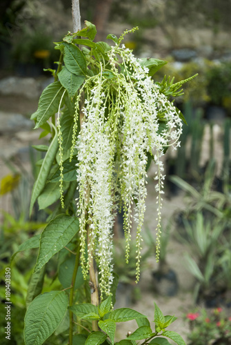 Aruncus dioicus. Guatemala, Chorrito. photo