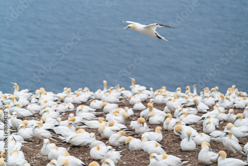 Northern Gannet flying over a colony in Bonaventure Island, Quebec, Canada