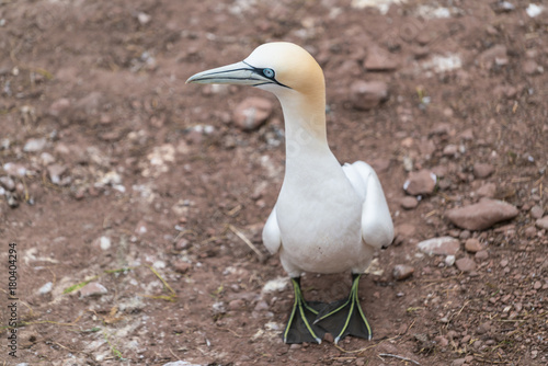 Northern Gannet in Bonaventure Island, Quebec, Canada