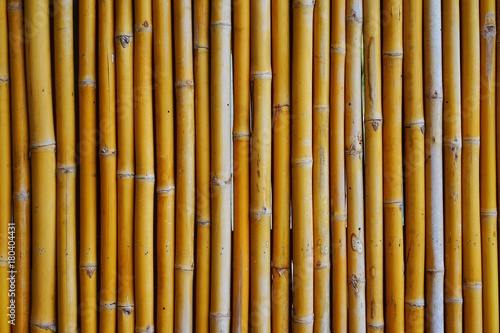 Yellow bamboo stick pattern for background  bamboo fence in Asia style