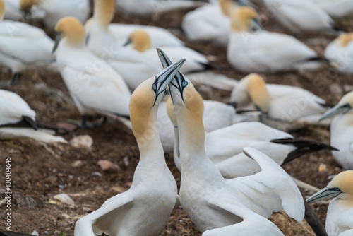 2 Northern Gannets showing love in Bonaventure Island, Quebec, Canada