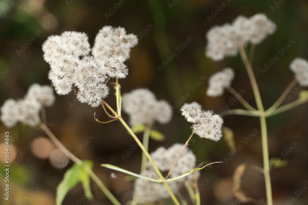Flowers Flowers