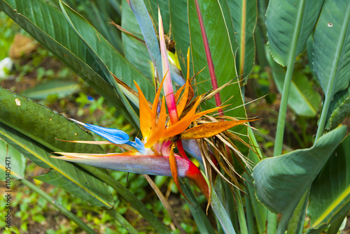 Bird of Paradise Flower or Strelitzia in Guatemala