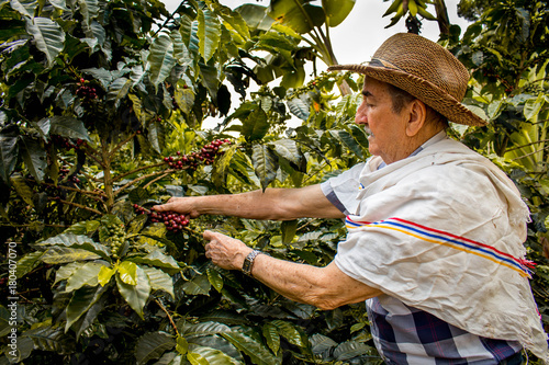 hombre con sombrero cogiendo la cosecha de café maduro