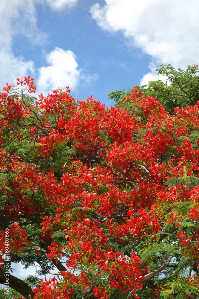 南洋桜 南洋桜