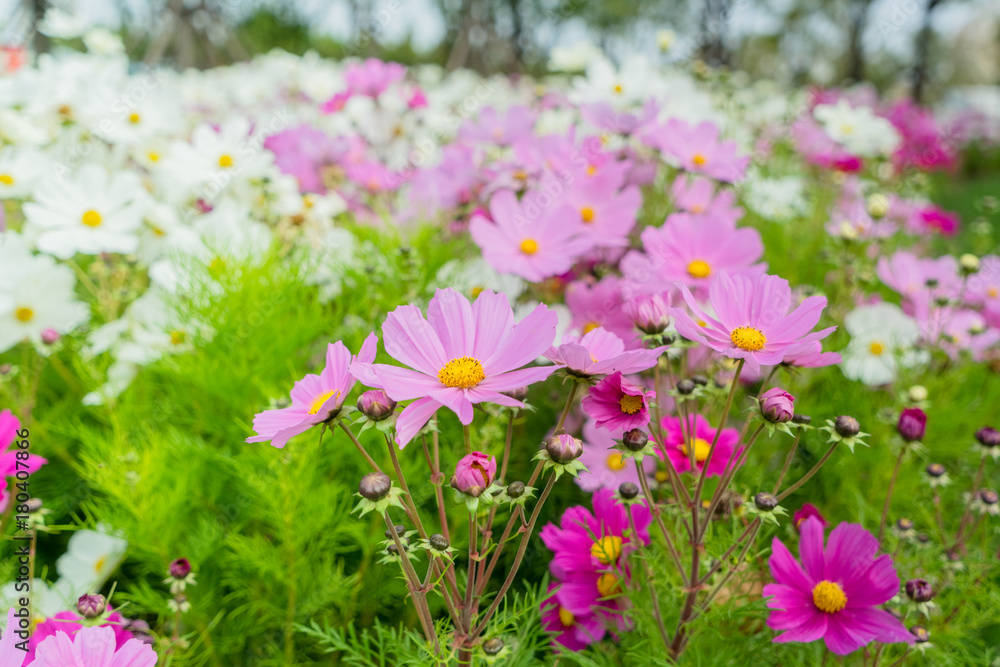 beautiful cosmos flowers in the garden at sunny day beautiful cosmos flowers in the garden at sunny day