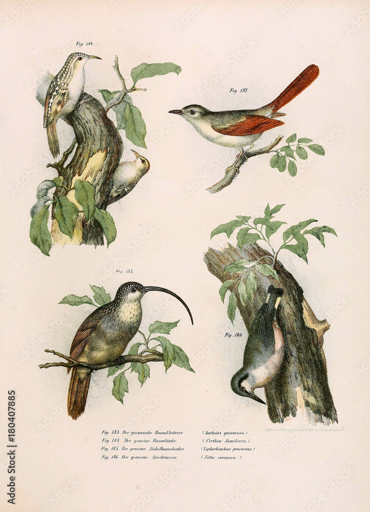 Obraz premium Illustration of birds.