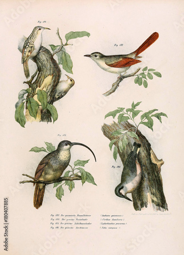 Fototapeta Naklejka Na Ścianę i Meble -  Illustration of birds.