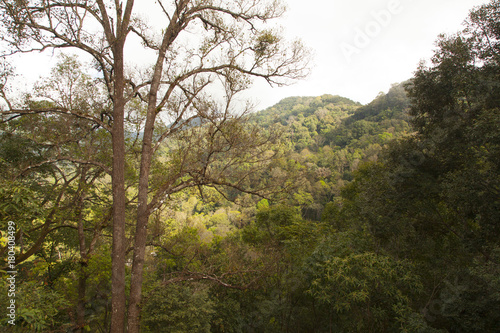 branch of tree leave in the jungle