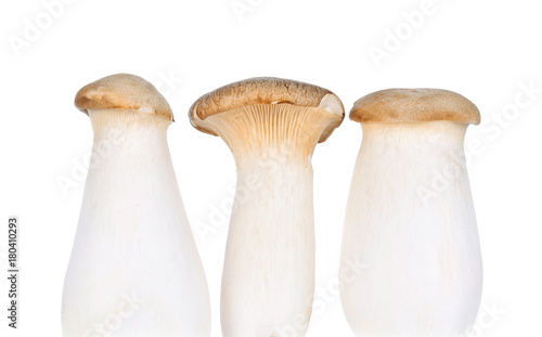 Royal Mushroom on White Background