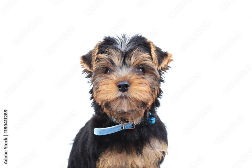 cute little yorkshire terrier puppy with blue collar cute little yorkshire terrier puppy with blue collar