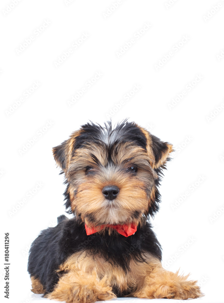 cute yorkshire terrier puppy dog laying down cute yorkshire terrier puppy dog laying down