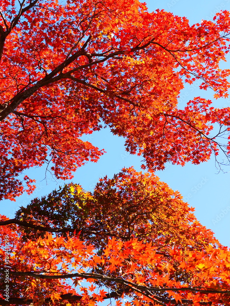 Autumn leaves in Japan