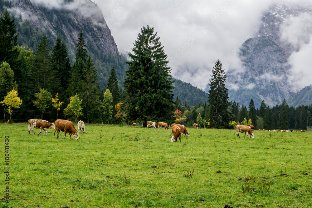 Landscape with alpine cows, mountains with fog background. Maurach Austria.