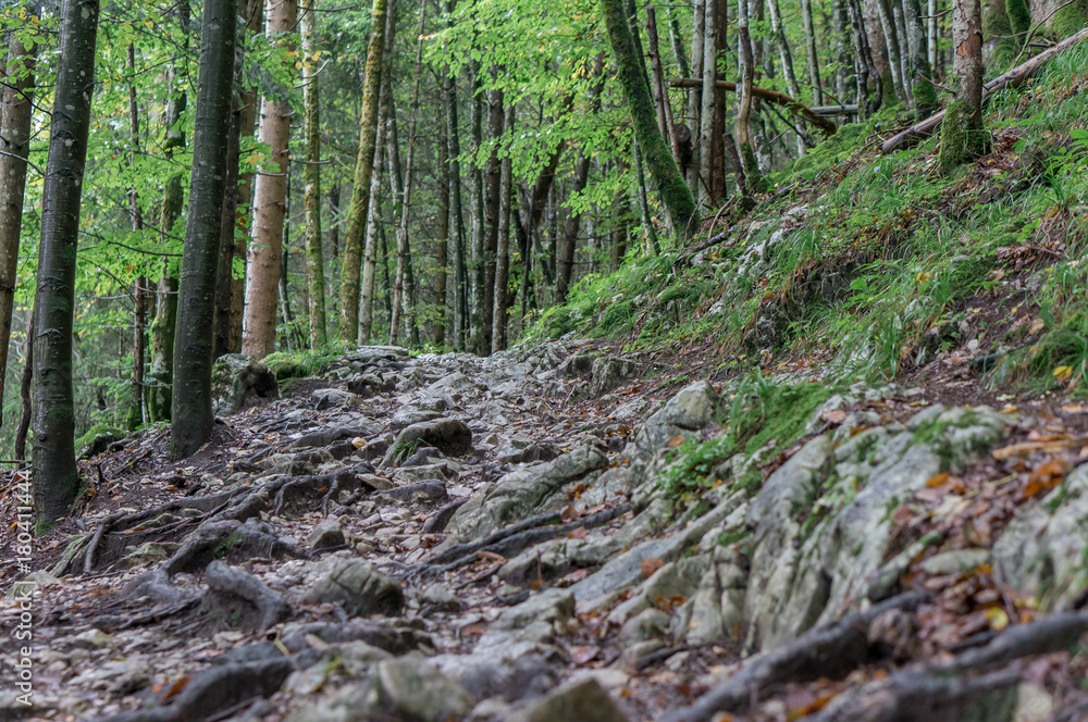 Hiking trail at Alp mountain forest . Tirol, Austria.