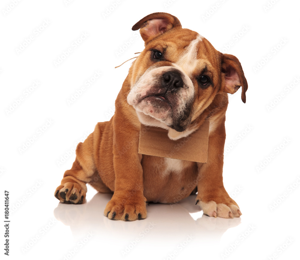english bulldog puppy dog with a message card on neck