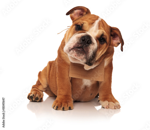 english bulldog puppy dog with a message card on neck