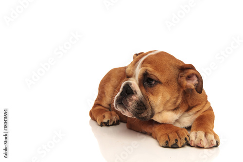 side view of an english bulldog puppy laying down