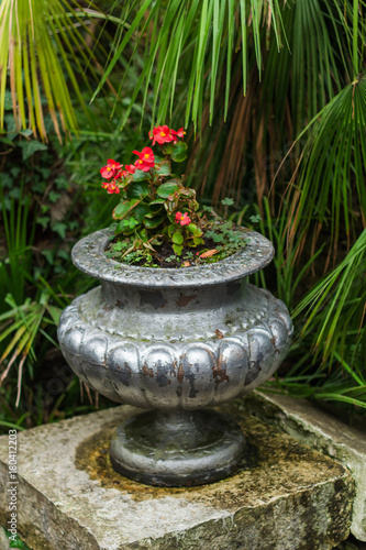 red flowers in old shabby silver vase,the arboretum of Sochi,Russia