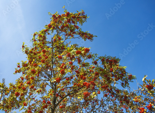 Red mountain ash in the summer among the blue sky